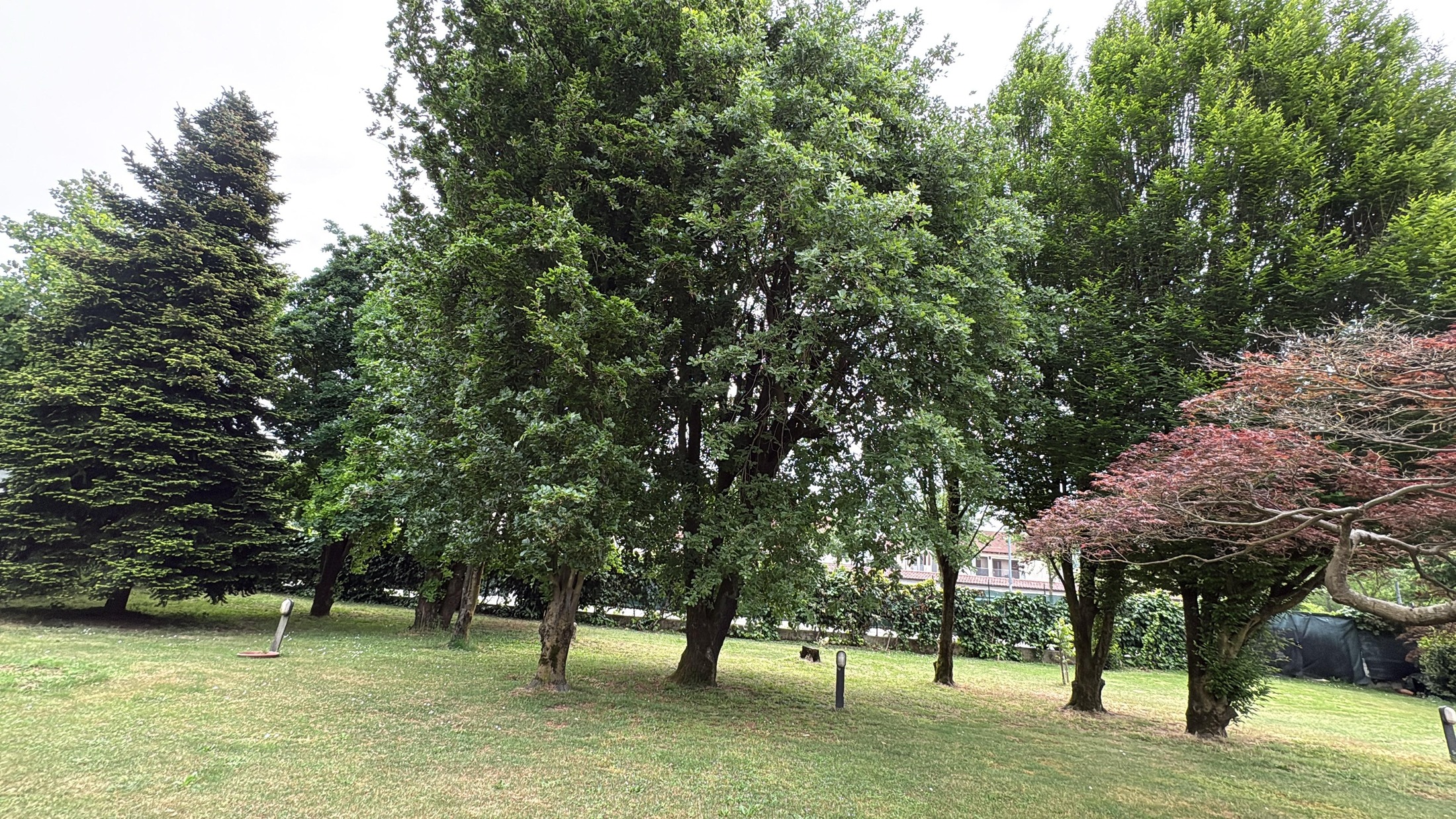 Villa Wanna garden — mature trees, morning stillness