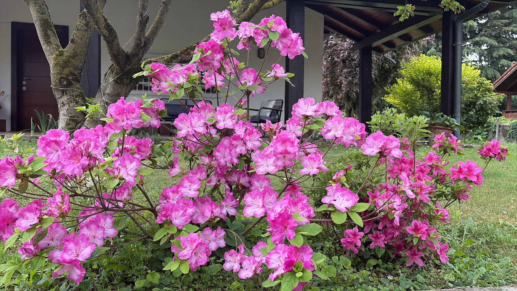 Pink azaleas in spring bloom