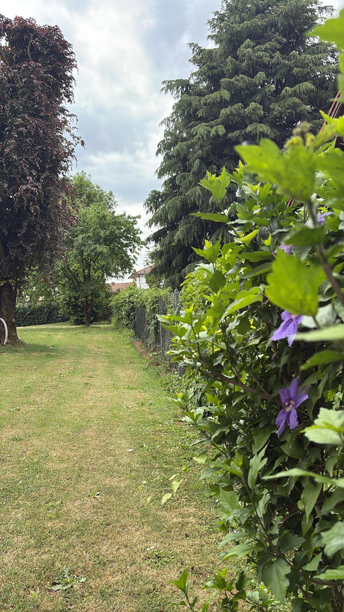 Lawn corridor with clematis