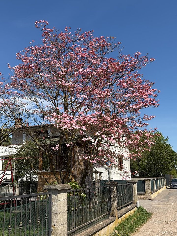 The lane — cherry blossom, spring sun, the sister property