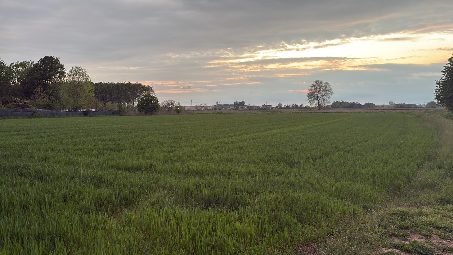 The fields — Lombard plain, peach light, evening