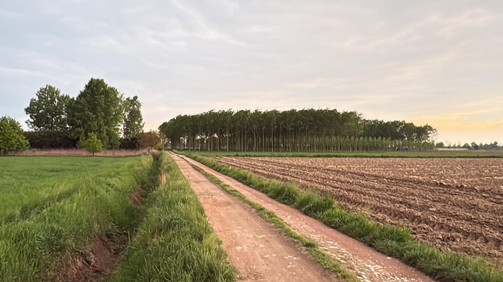 The path — between fields, poplars on the horizon