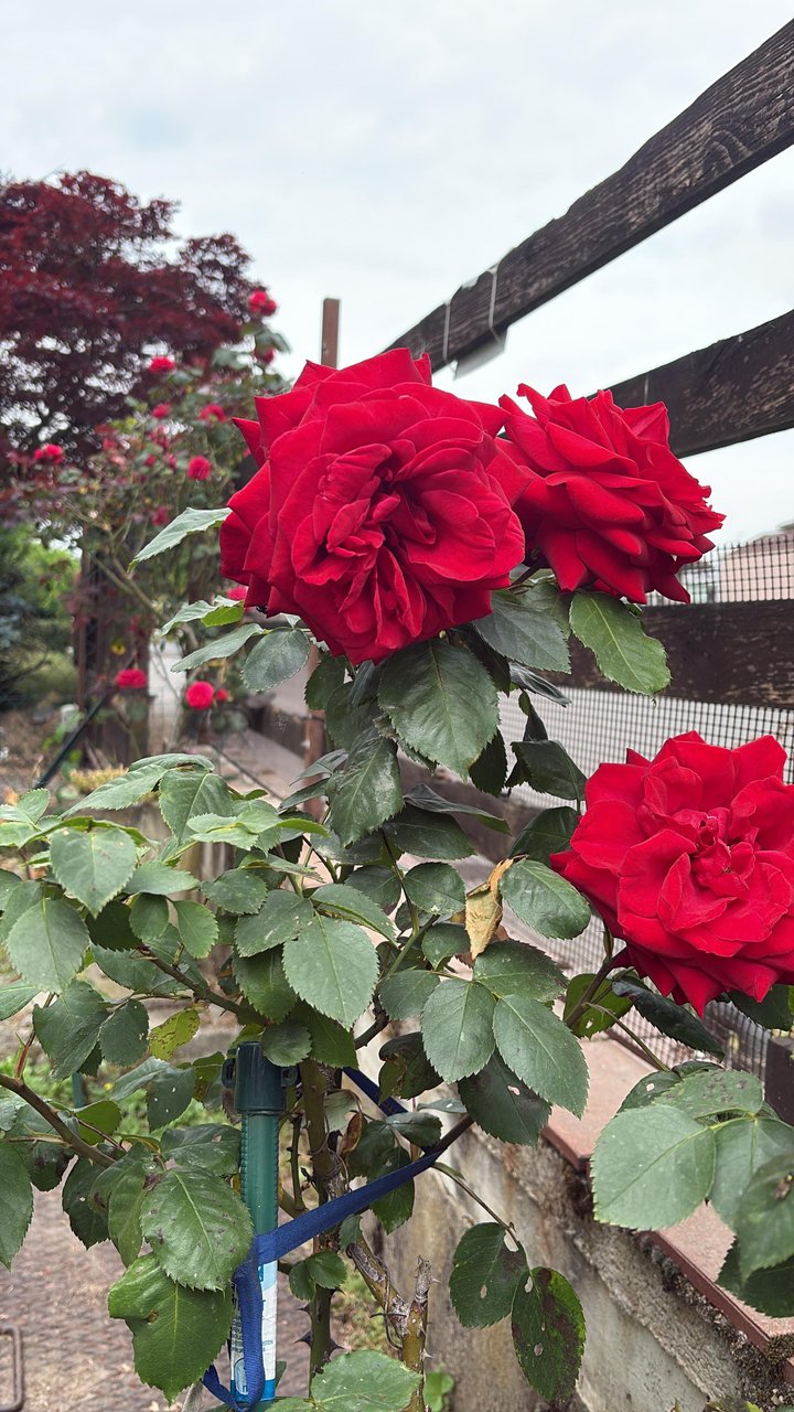 Red roses — full bloom, the trellis