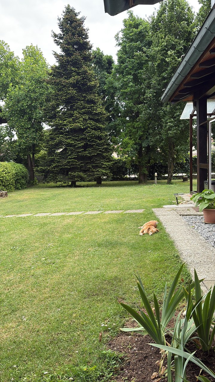 Asiya at rest — the spruce, the lawn, the afternoon