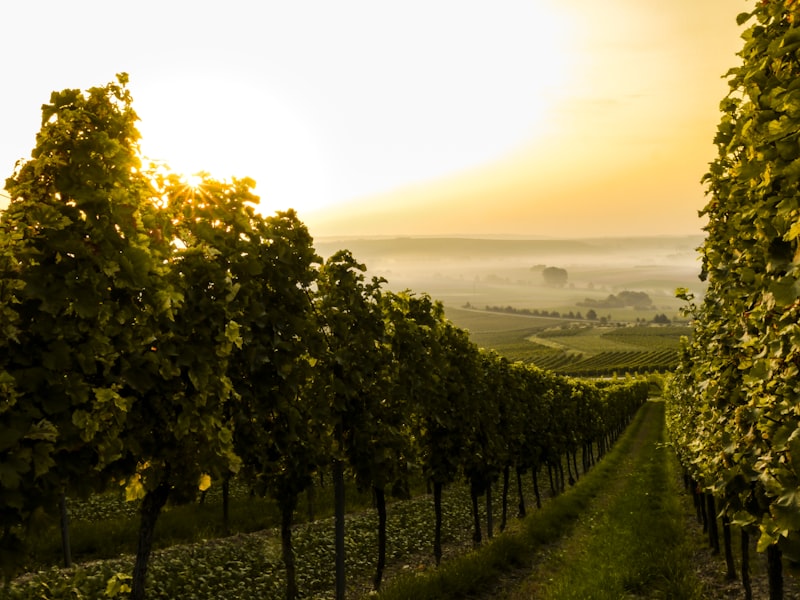 Franciacorta
