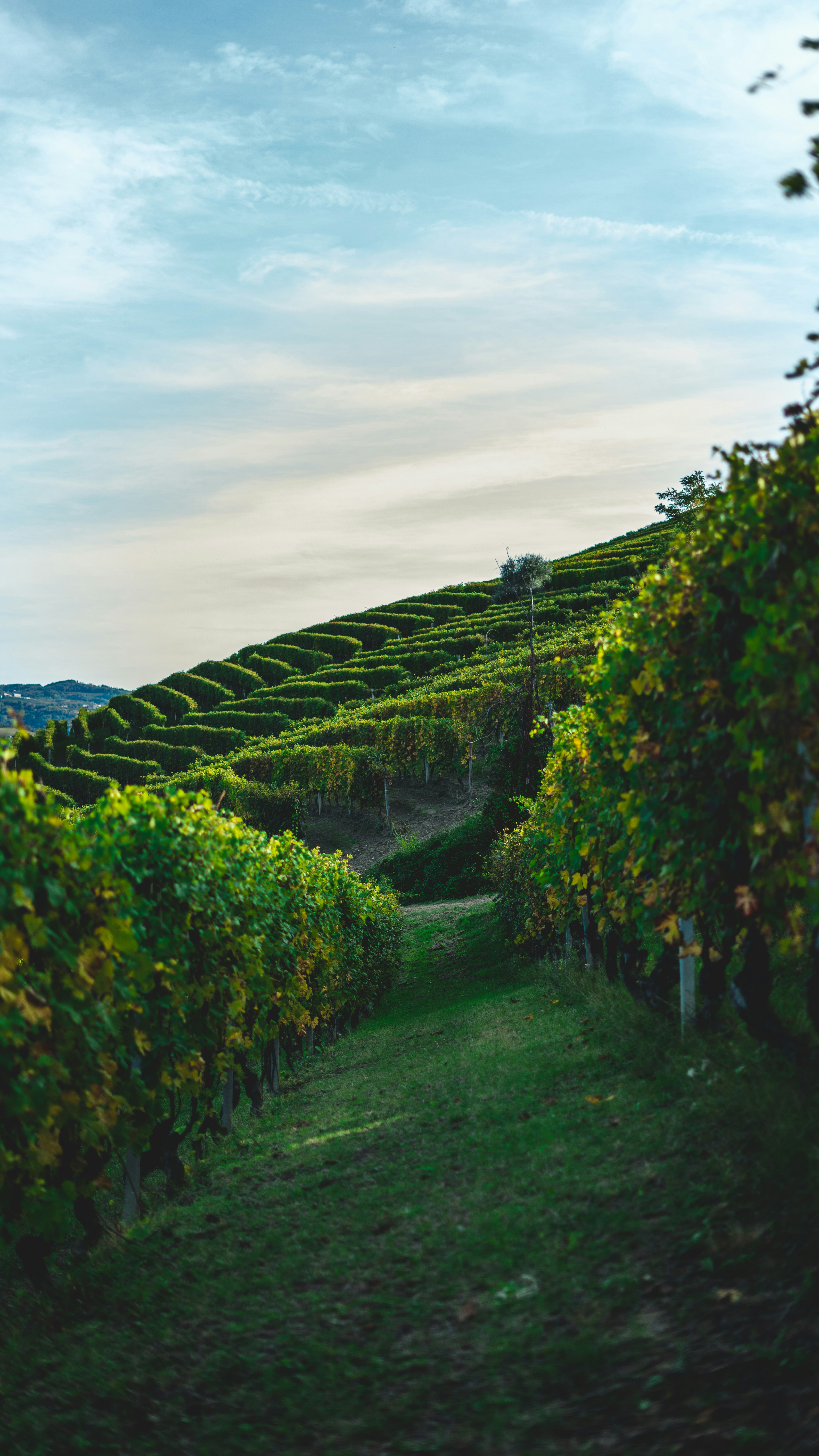 Piemonte vineyard hills