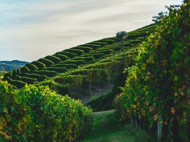 Piemonte vineyard hills